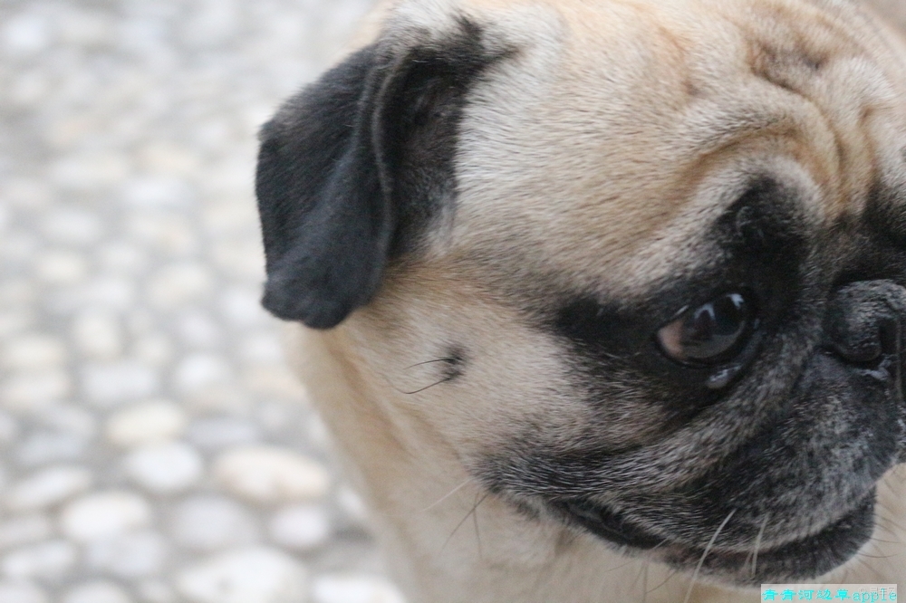 为什么叫八哥 a40b054f8b0548c0b1bde4ede0979874.jpg