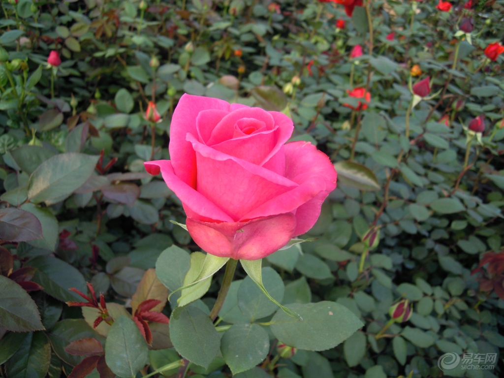 蔷薇和月季花是同一种吗 ab0d531f59374c299bb757fa73ad09f4.jpg