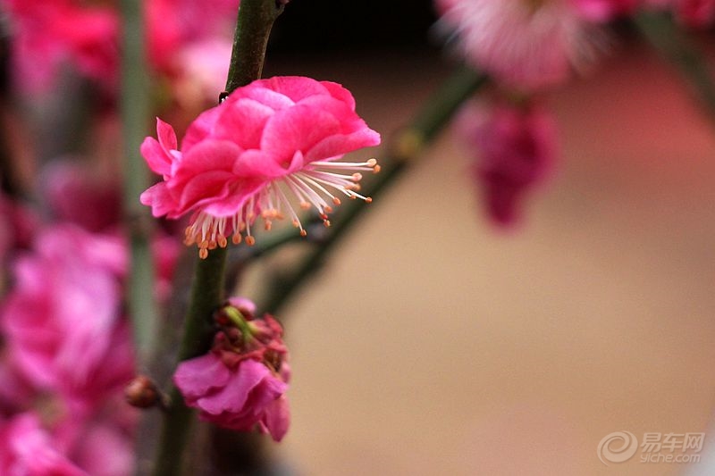 梅花的别称