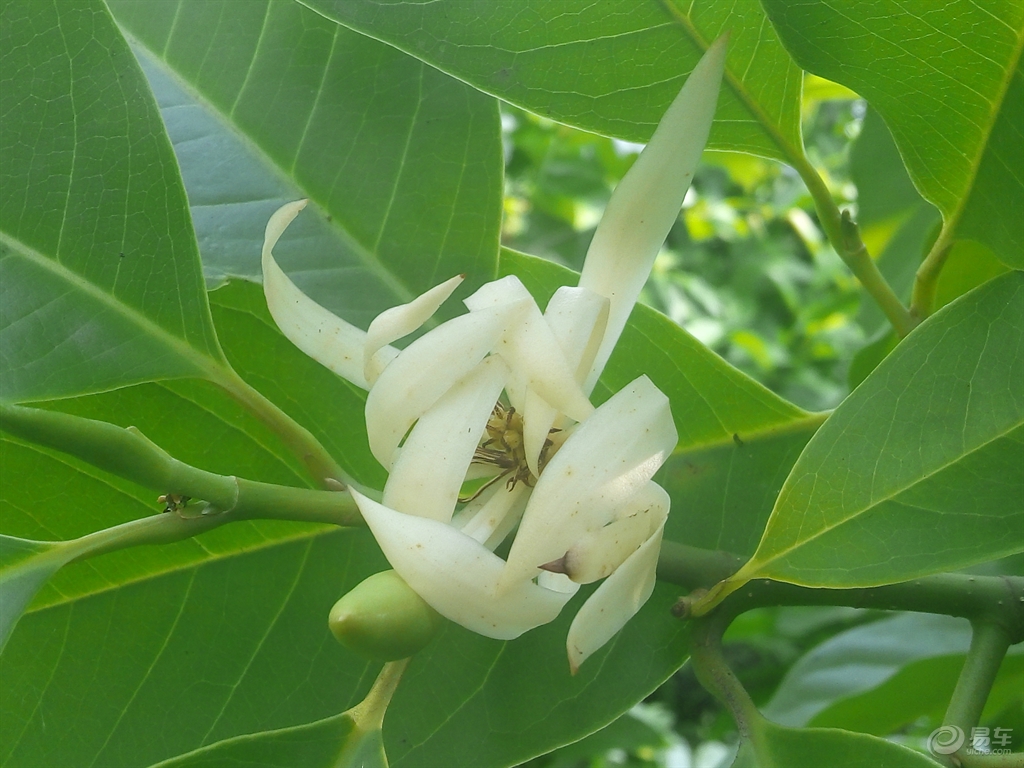 白兰花的儿子 ed2997b0e1bd45f0829ecba8f17e3c74.jpg