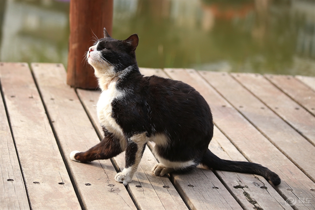 黑白花猫