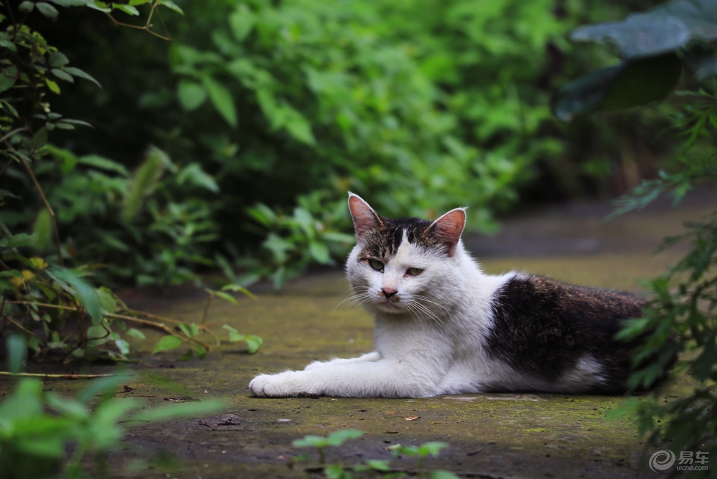 月牙猫高清