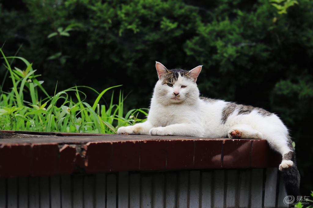 月牙猫高清