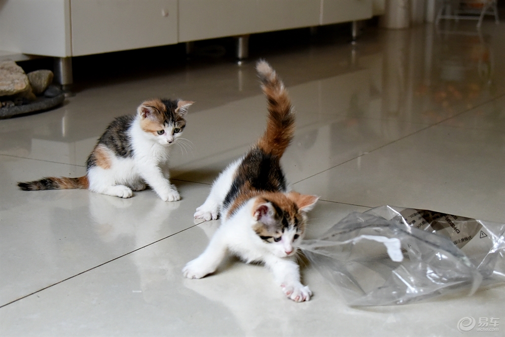 猫喜欢玩塑料袋吗 d4aeadbe346c44368626ff9fc1b39ebc.jpg