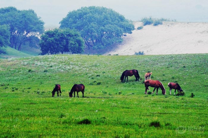《精华帖大比拼》草原的牛和马