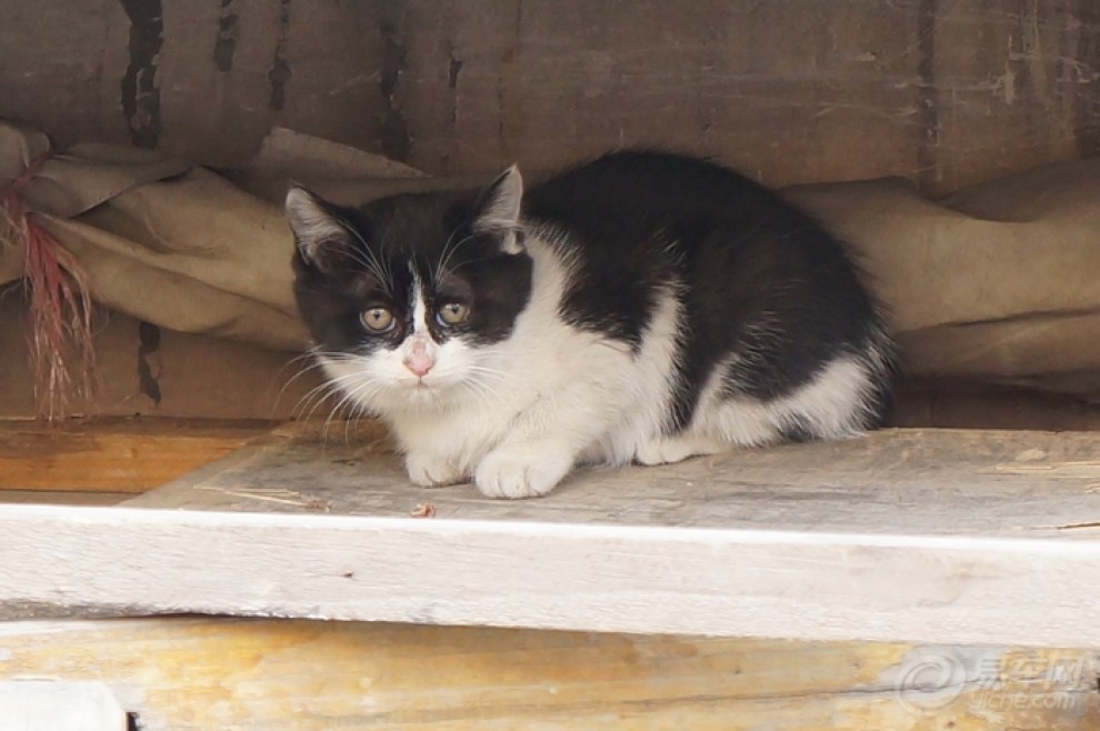 【我家楼下的小野猫】_宠物当家论坛图片集锦
