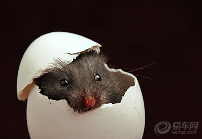 【破壳而出的小老鼠】_宠物当家论坛_汽车论坛-易车网