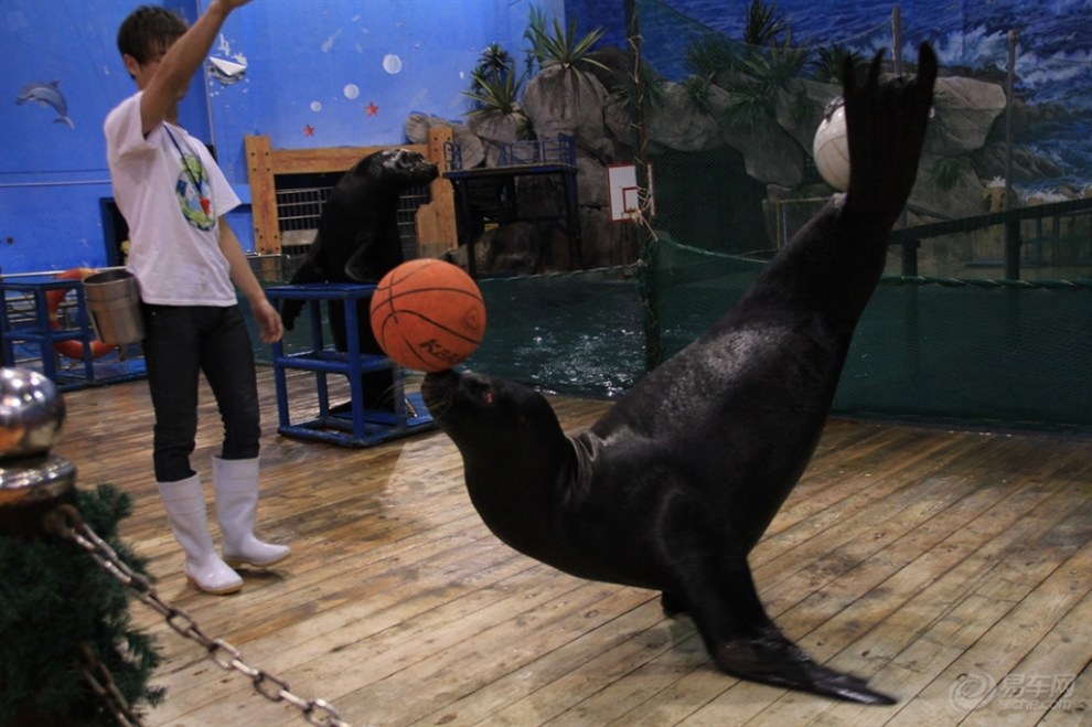 【西安曲江海洋馆和西安曲江海洋极地公园】_