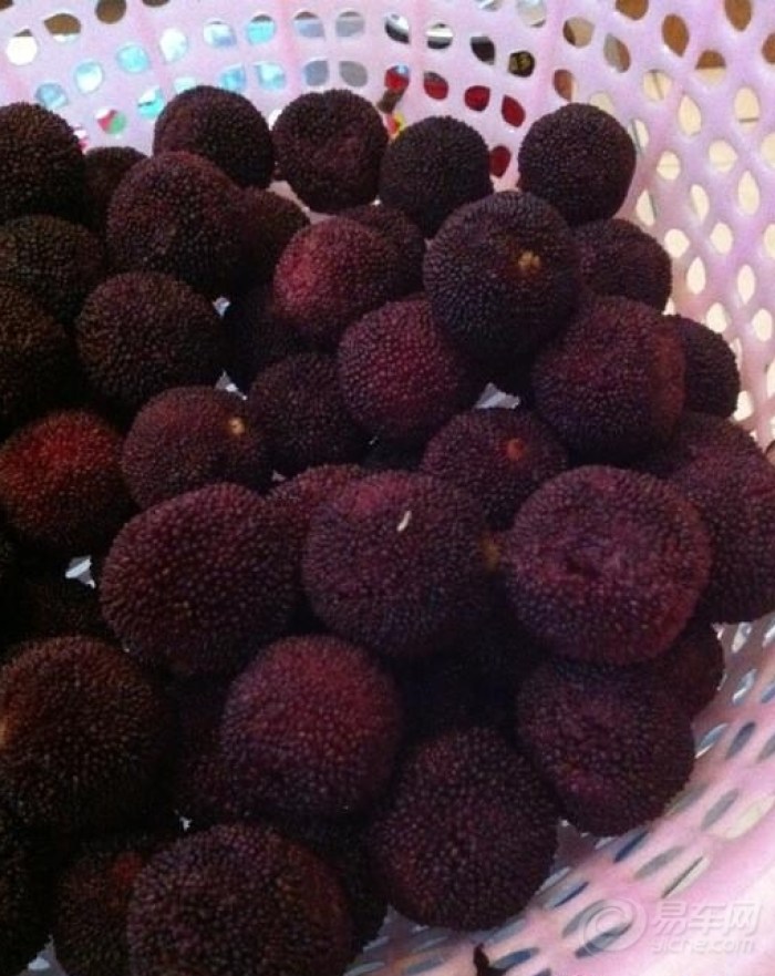 【【原创】吃杨梅前要用盐水泡泡】_陕西车友