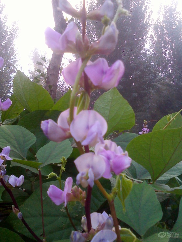 【{摄影家} 娇艳似火 花】_山东车友会_汽车论