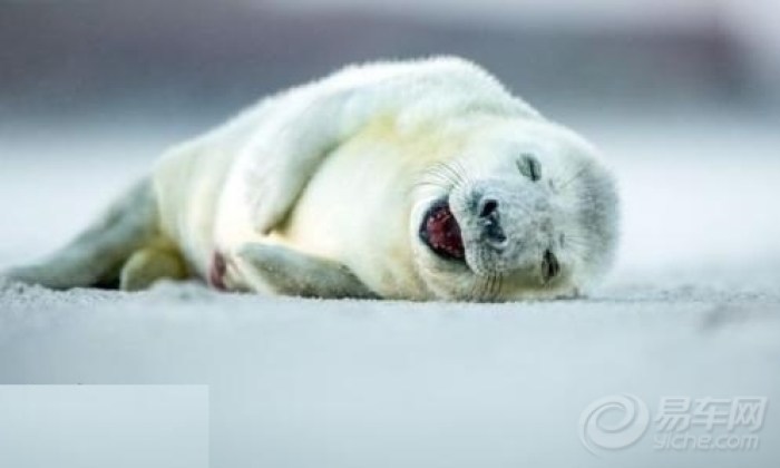 【海豹睡觉时爱卖萌 张嘴露舌似捧腹大笑\/图