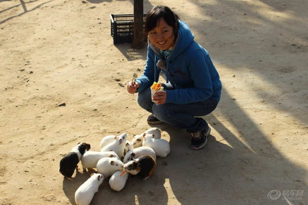 【【宠物也有爱】可爱荷兰猪】_宠物当家论坛