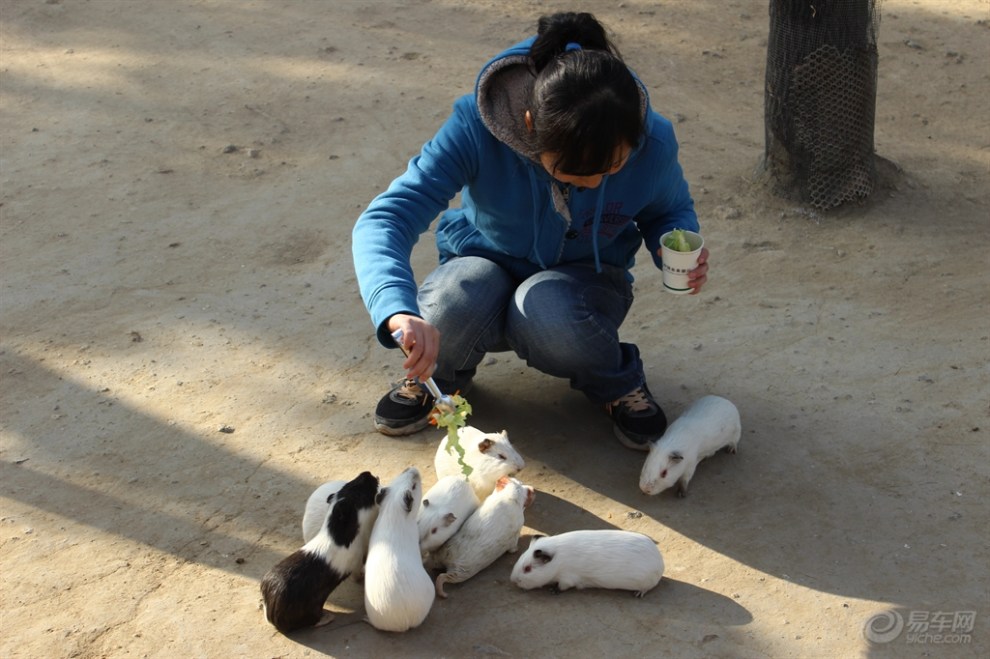 【【宠物也有爱】可爱荷兰猪】_宠物当家论坛