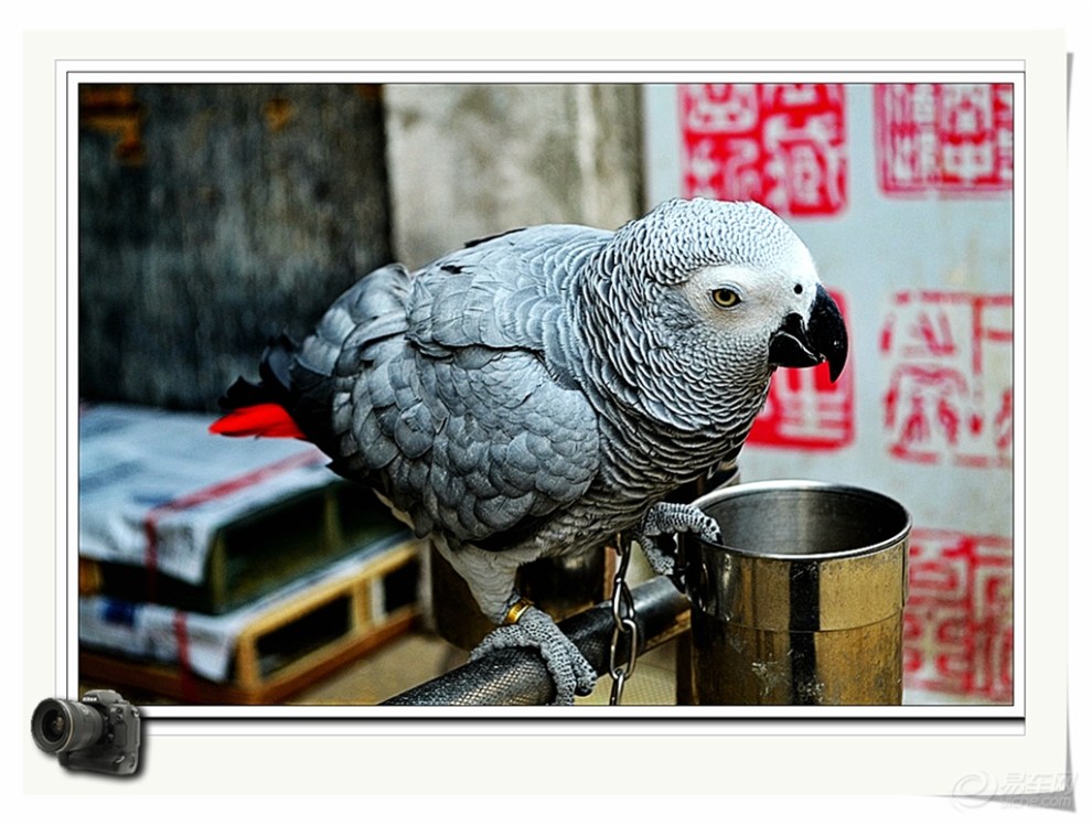 【【顽皮的鹦鹉拍摄 】 第二季】_安徽论坛图