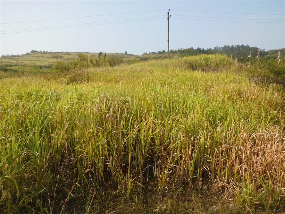 【【秋去冬来】体会秋天收获时节】_英朗论坛