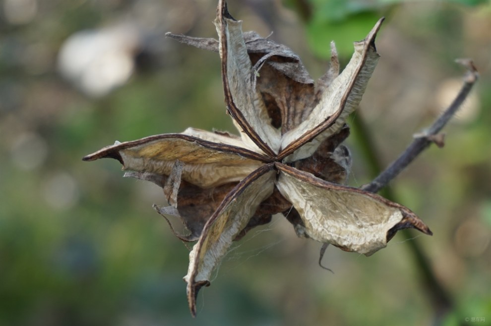 【【每日图说】棉花壳随拍】_山西论坛图片集锦_汽车论坛-易车网