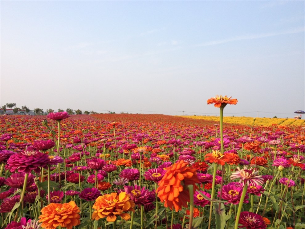 合肥滨湖牛角村花海游记.