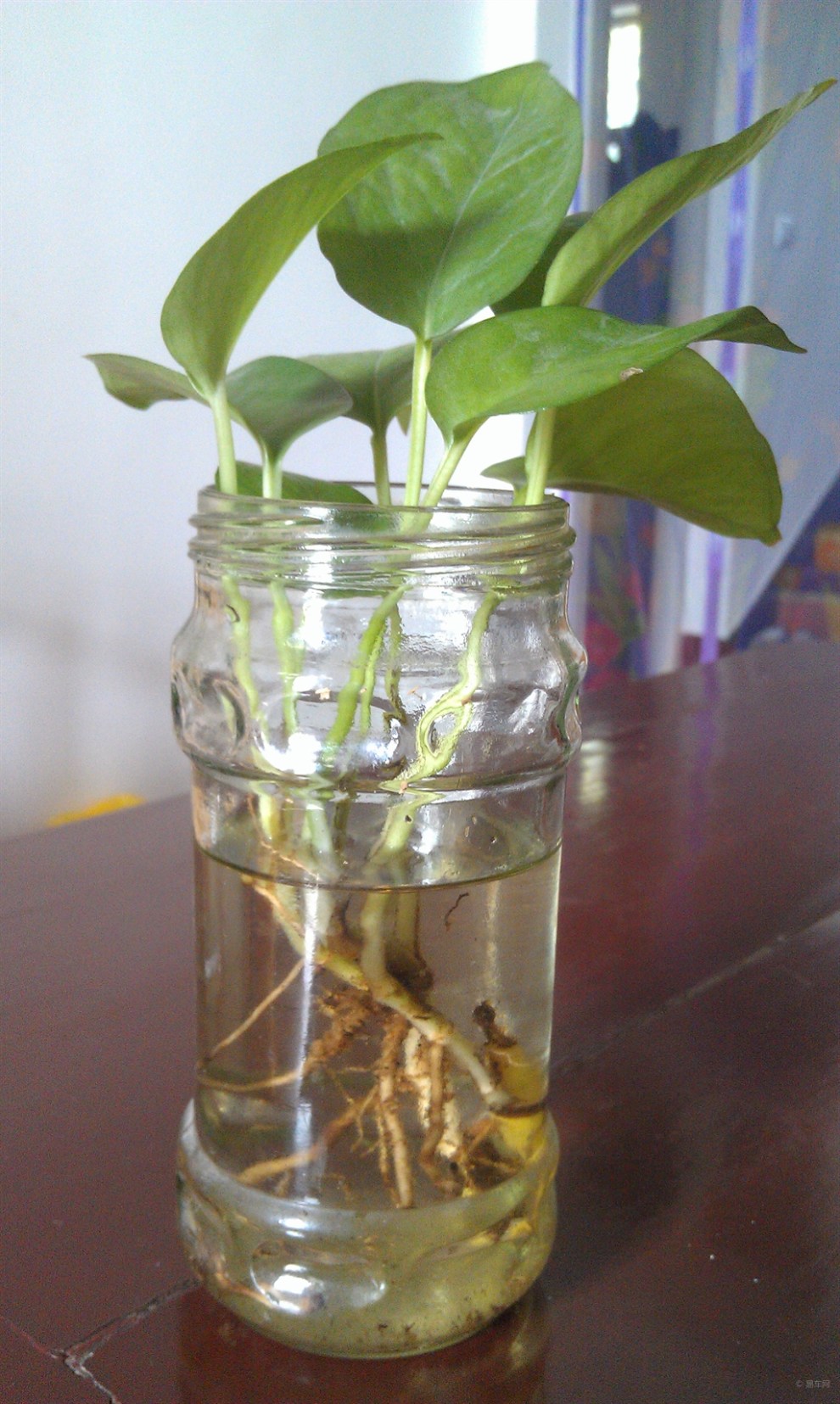 【【申精】家中绿罗】_江苏论坛图片集锦