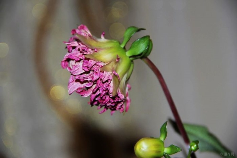 【花开花谢】_黑龙江论坛图片集锦
