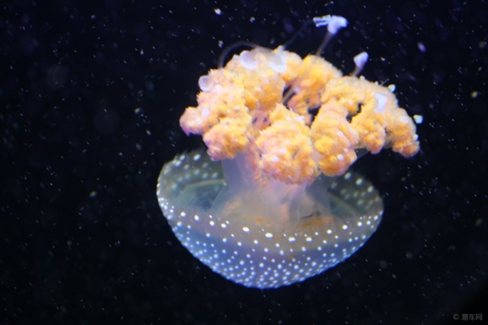 【水母,水母是无脊椎动物,属于刺胞动物门中的