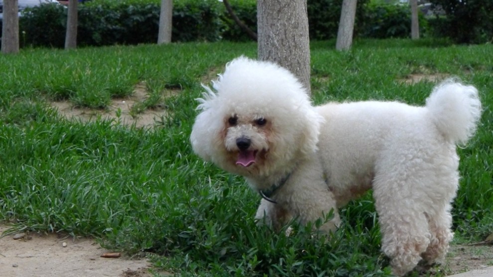 【调皮可爱的比熊犬】_辽宁论坛图片集锦