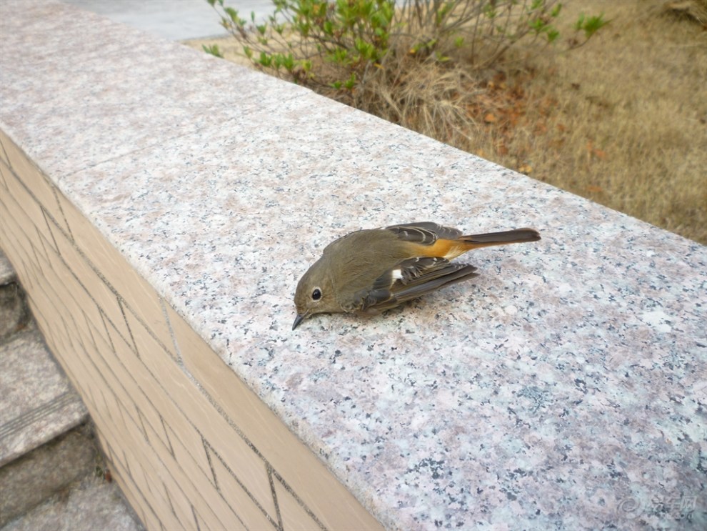 【一只可爱的小小鸟】_湖南论坛图片集锦