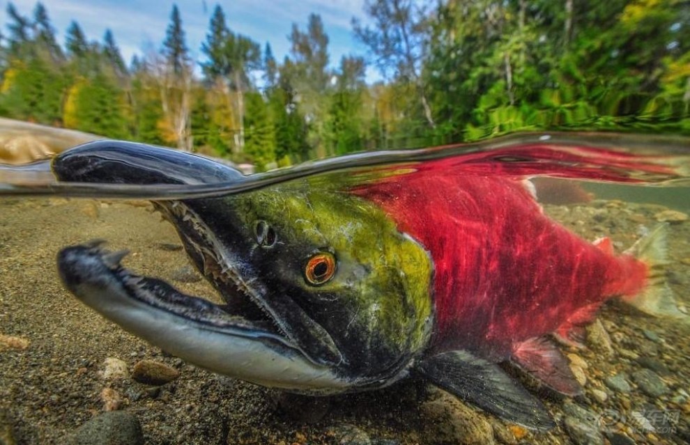 【 世界水下摄影比赛 获奖作品 记录神秘海洋】