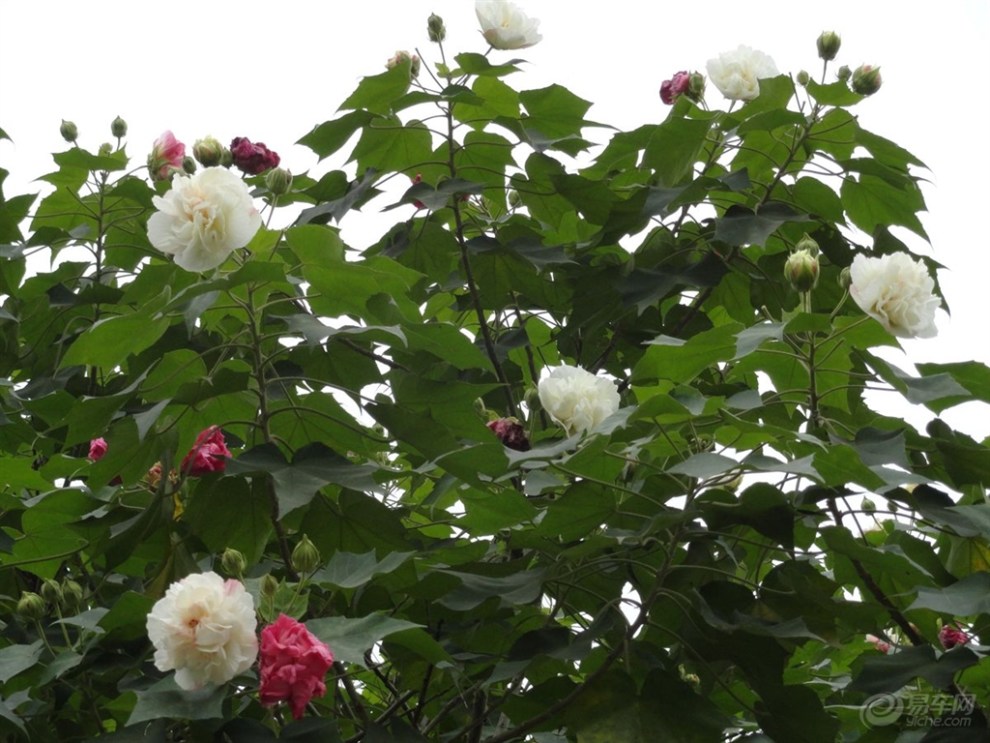 【芙蓉几月开,芙蓉花花语】_重庆论坛图片集锦