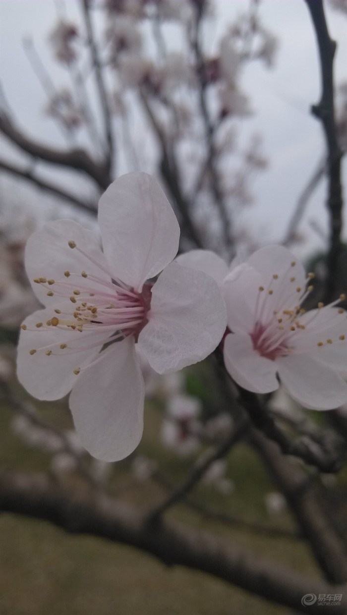 【【一花一世界】在那桃花盛开的地方】_安徽