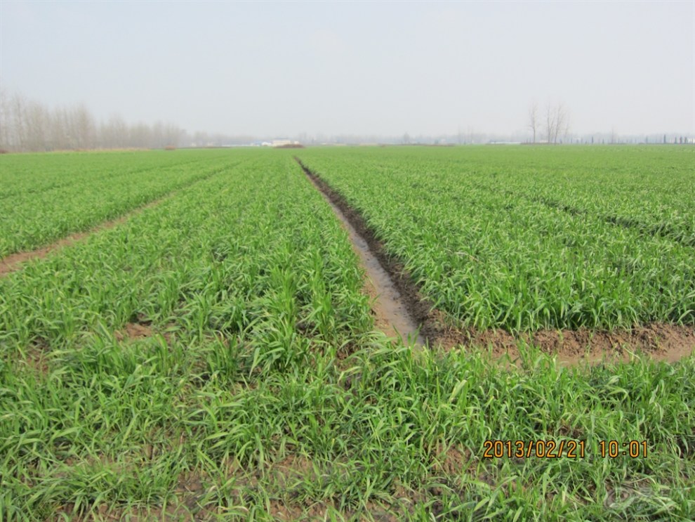 【小麦苗的功效!】_安徽论坛图片集锦