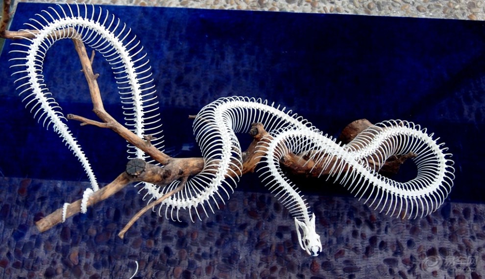 蛇的骨骼标本