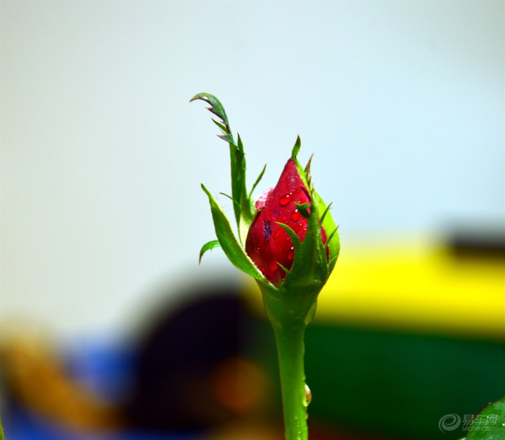 【一花一草一世界】_宝来论坛图片集锦