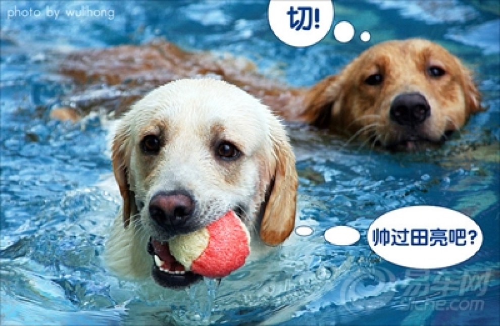 【{转载}如何教狗狗游泳】_宠物当家论坛图片