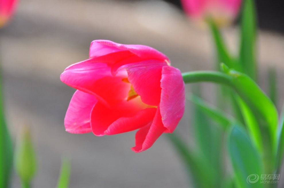 【【原创分享】黑鹰带你欣赏荷兰国花---郁金香