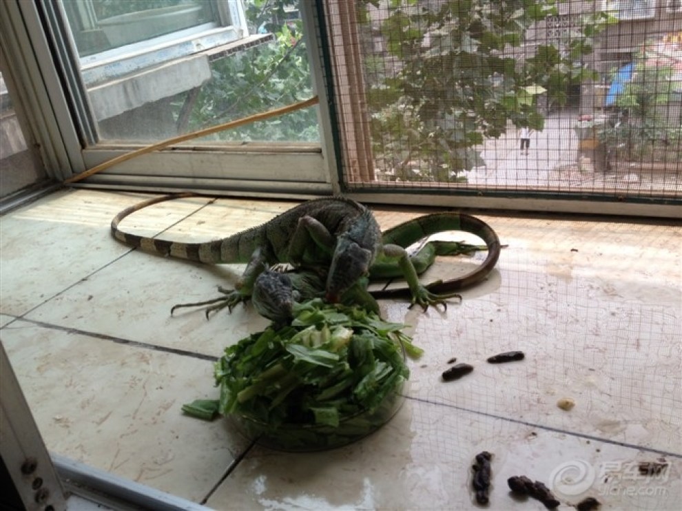 【【古都城堡原创】宠物店的大蜥蜴】_宠物当家论坛图片集锦_汽车论坛-易车网