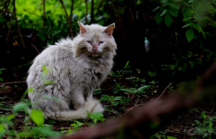 可怜的流浪猫