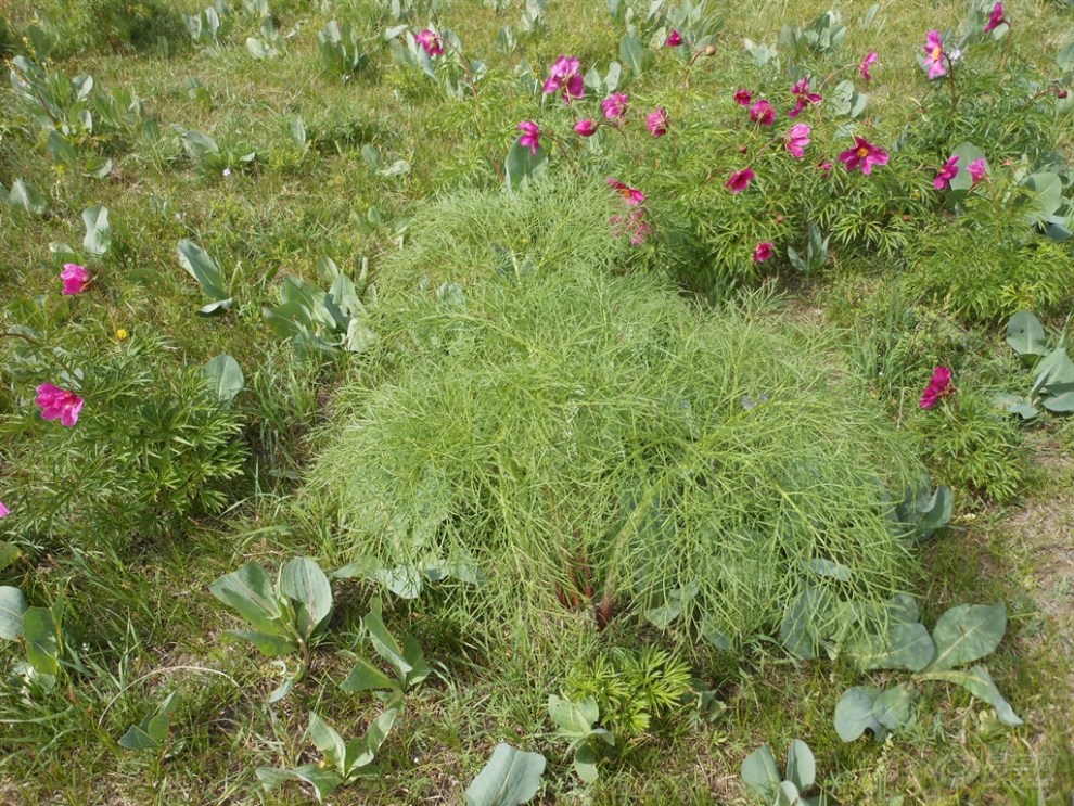 野芍药花