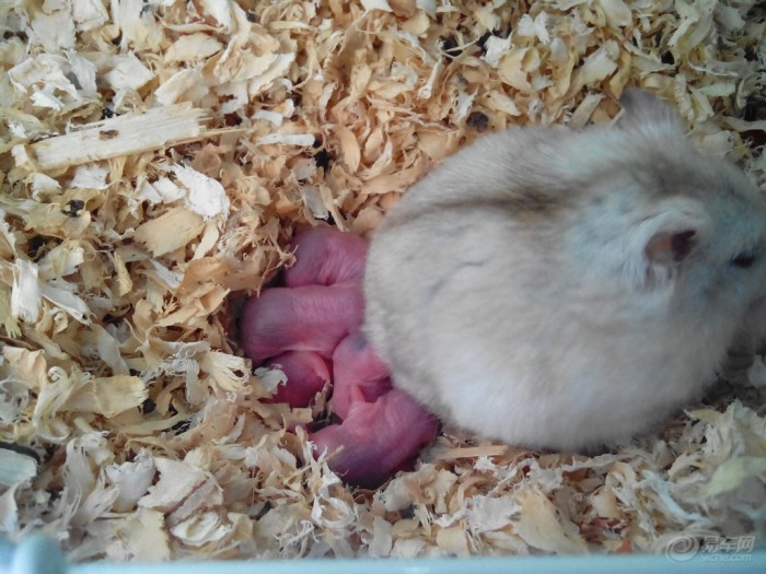 仓鼠生宝宝了】_宠物当家社区_汽车论坛-易车