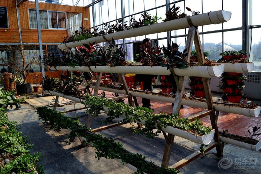 【【申精】室内盆栽蔬菜观景】_江苏论坛图片