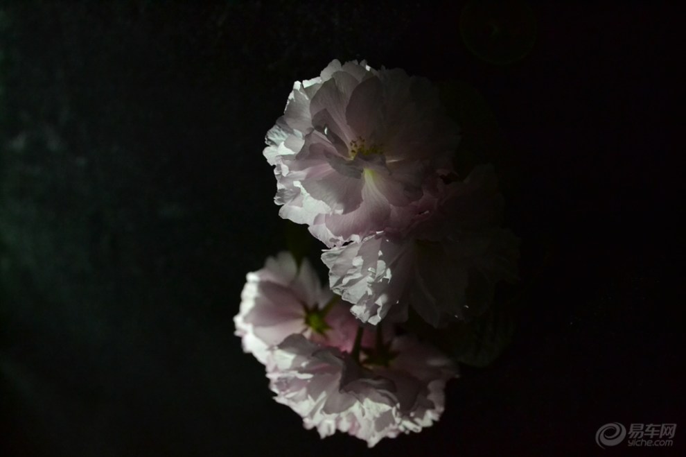 【【夜间辅助光拍摄海棠花】】_安徽论坛图片
