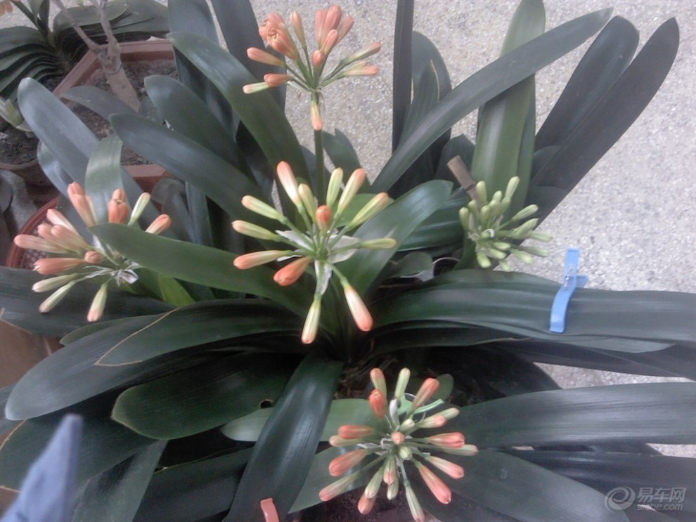 【君子兰种子和花骨朵儿,还不错哦】_山东论坛