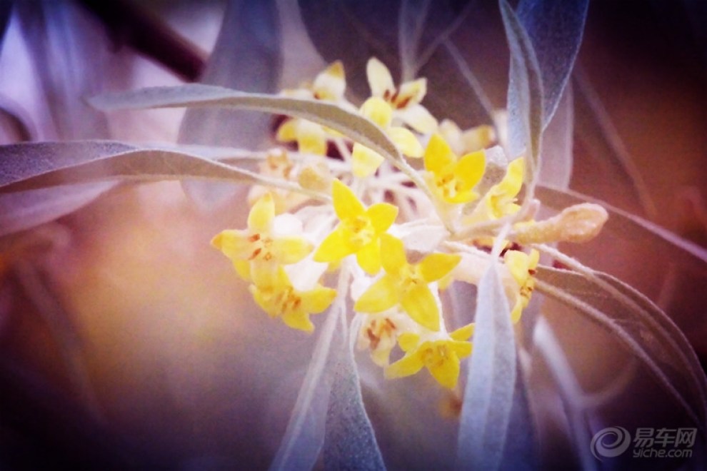 【【每周一景】第35期 沙枣花】_自驾游论坛图