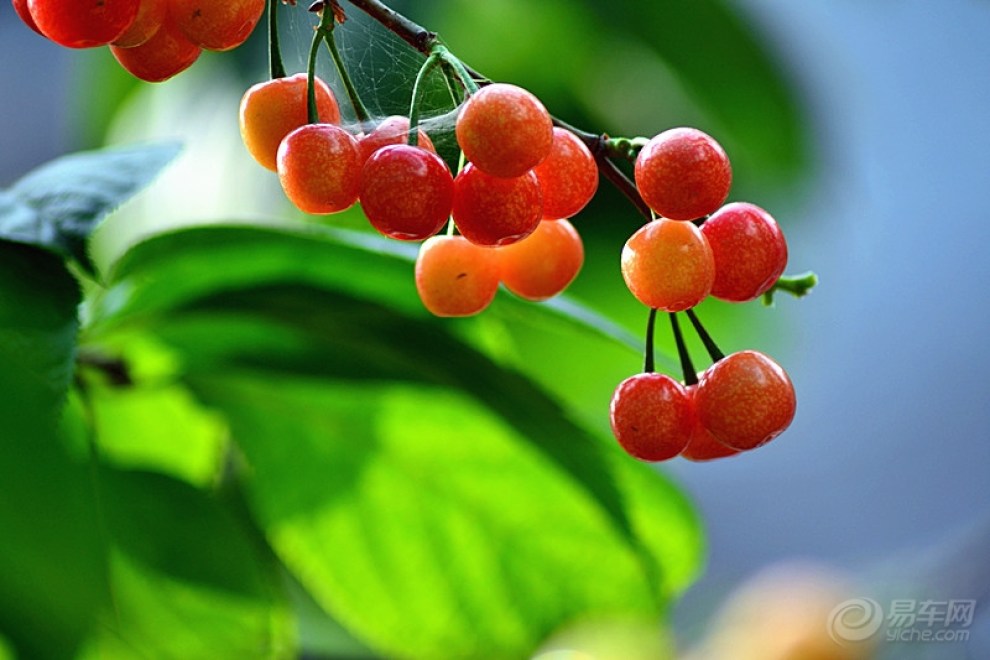 【【首发】【CD】又到樱桃成熟时!】_重庆论