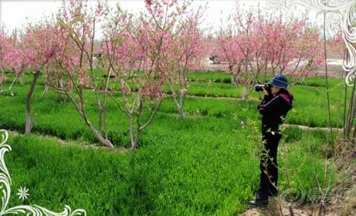 【逍遥客乡间游,桃花节上求好运】_逍客论坛