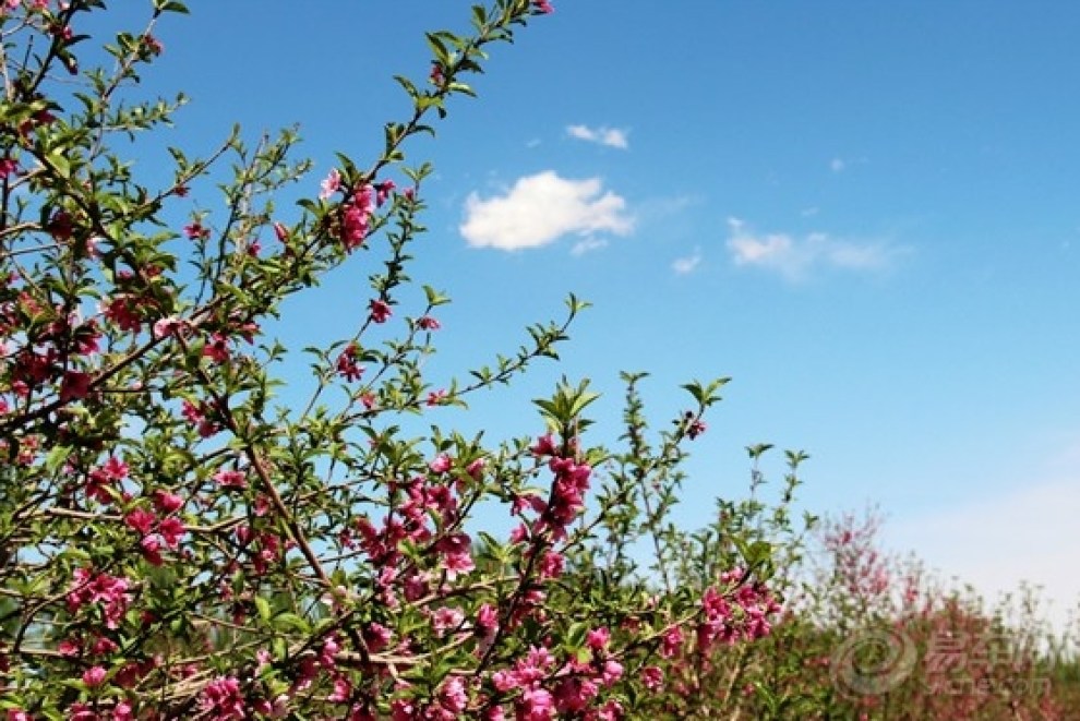 【逍遥客乡间游,桃花节上求好运】_逍客论坛图