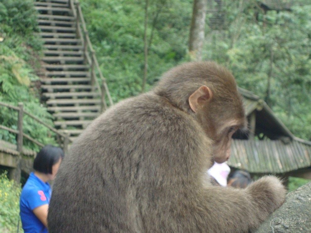 峨眉山的藏酋猴