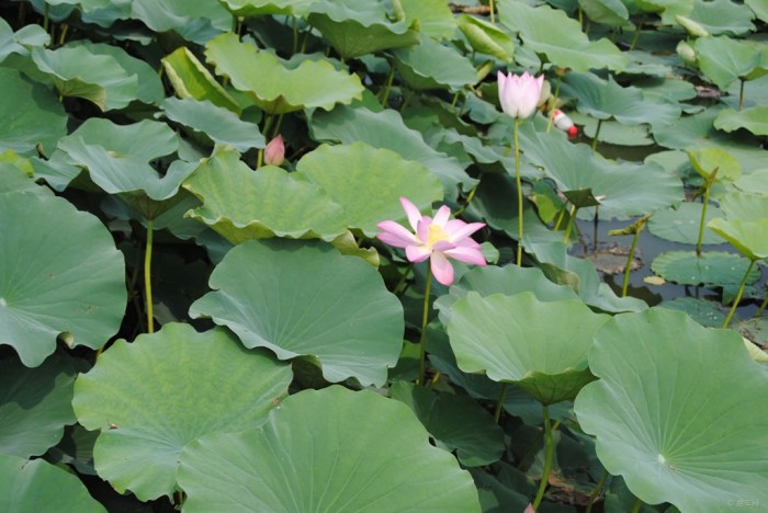 【第八届中国.淮阳龙湖赏荷旅游月我驾小白前