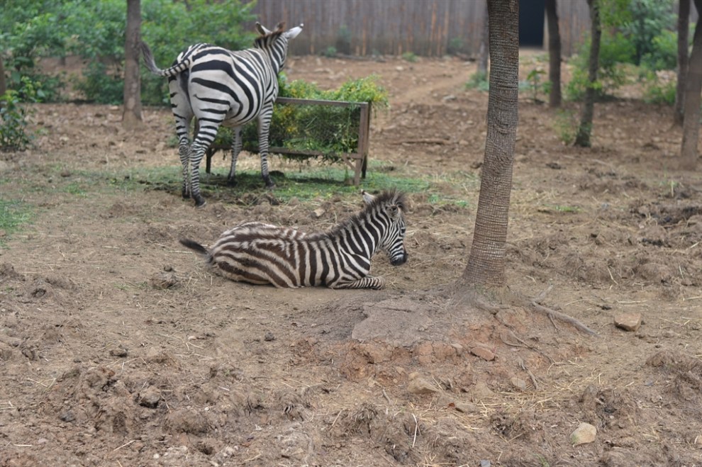 【合肥野生动物园游记】_安徽论坛图片集锦