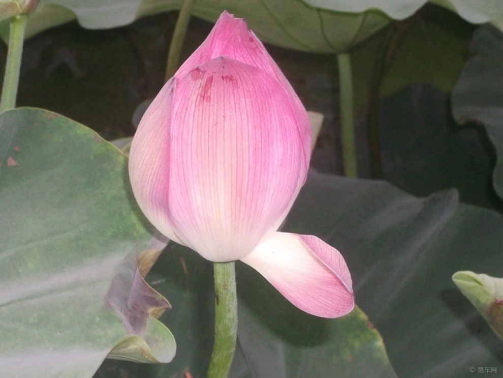 【夏天天热走起池边观赏荷花解暑降温寻美景】