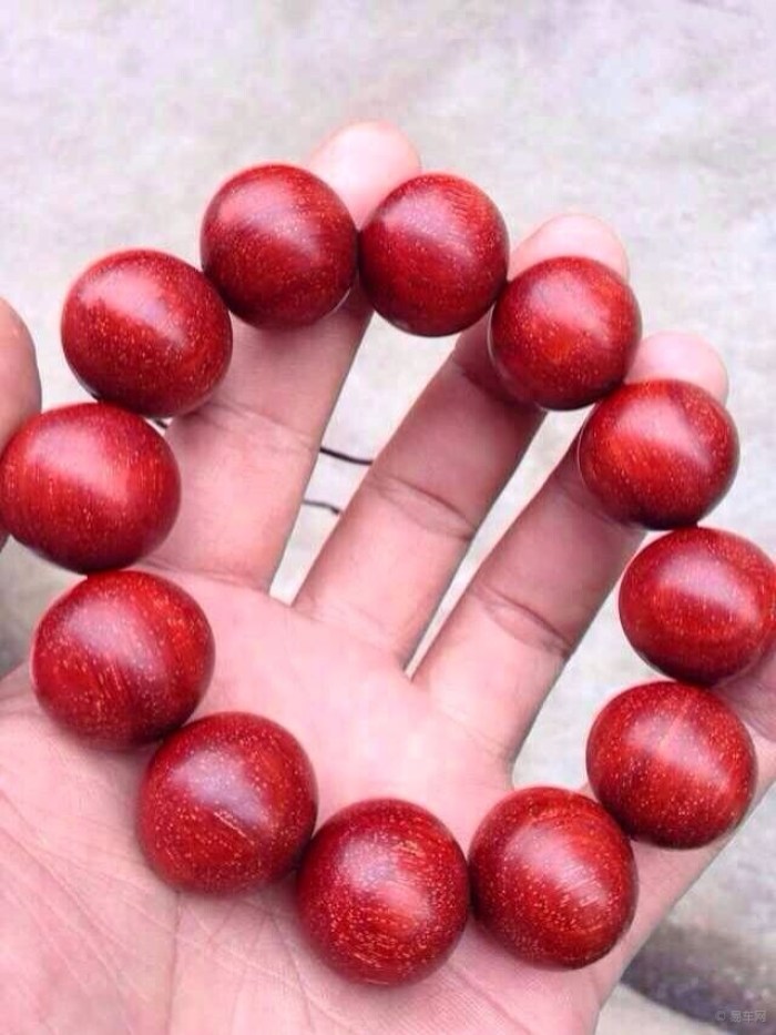 【车友开开眼---斧头帮疯狂抢紫檀柳附图】_山